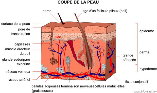 Coupe de la peau