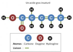 acide-gras-insature-sauvonsnotrepeau.fr