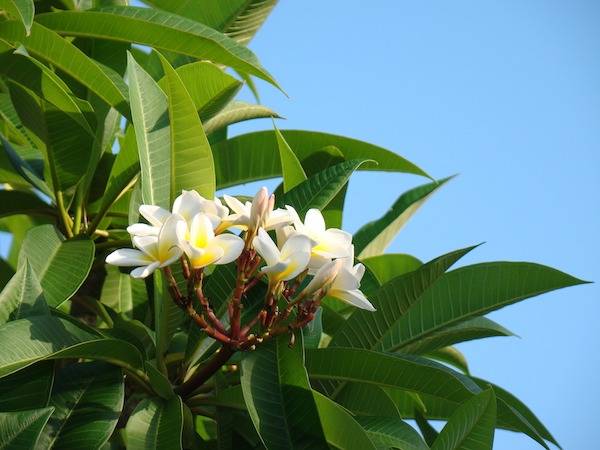 mahana-gardenia-tahitensis